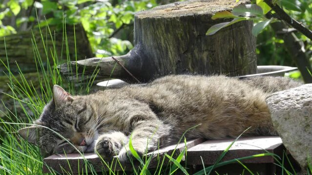 Cat sleeping on a wooden bench