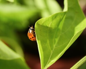 Marienkäfer klettert an einem grünen Blatt