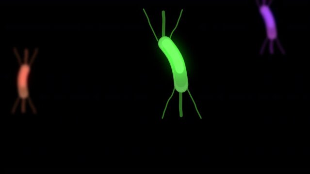 Bacteria Infected Human Organism 2D Animation On Alpha Channel