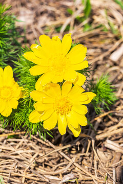 Adonis vernalis vertical images. Yellow adonis flower in a garden on spring