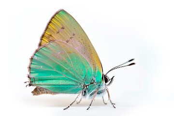 Beautiful Great Purple Hairstreak butterfly isolated on a white background. Side view