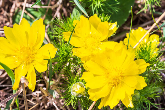 Adonis vernalis - spring pheasant's, yellow pheasant's eye, disappearing early blooming in spring among the grass in the wild