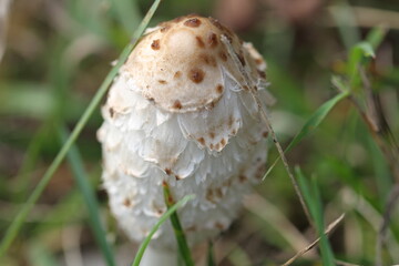 Shaggy mane fungus on a sunny day.