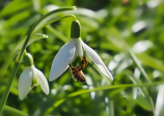 Biene krabbelt in ein Schneeglöckchen © Beate Vogl