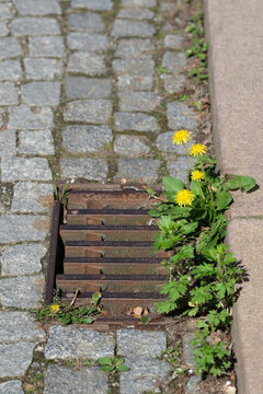 Mit L&ouml;wenzahn bewachsener Gullideckel