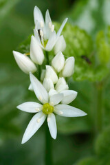 Closeup on the bright white flower of the Wild garlic, Allium ursinum in the garden