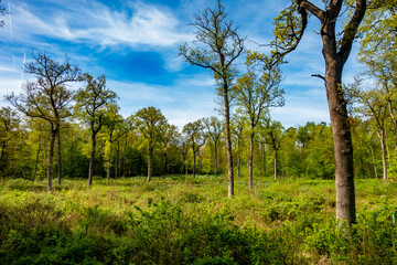 Wiederaufforstung im Wald im Frühjahr