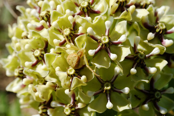Antelope-horns or green-flowered milkweed macro closeup in Texas spring nature, spider on plant.