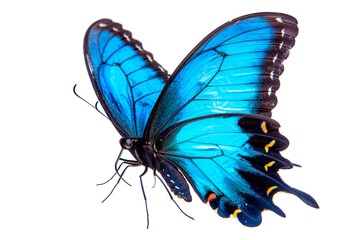 Beautiful Blue Ulysses butterfly isolated on a white background with clipping path