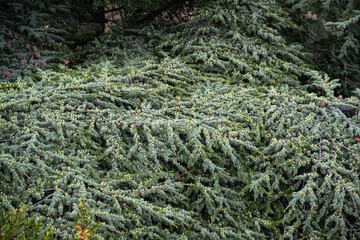 Pine cone on cedar branches - 785692529