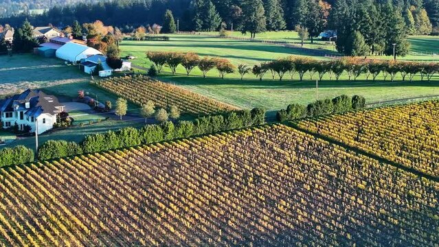 Aerial: The Sun Casts Its Final Rays Over A Sprawling Vineyard, Shadows Stretching Between The Neatly Arranged Rows Of Vines, Highlighting The Vastness Of The Agricultural Domain. - Sherwood, Oregon