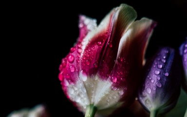 Beautiful bouquet of tulips with water drops on a black background