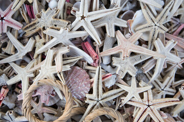 star fish in the beach. starfish background