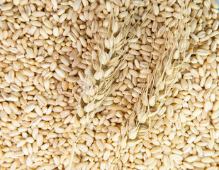 close - up view of raw wheat
