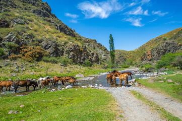 The horses crowded around the river bank. Thirsty for drink. A breathtaking view of a rushing river...