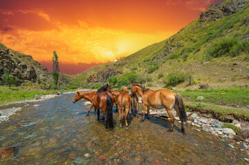 Serene mountain landscape with flowing river. A herd of horses peacefully drinking water from a...