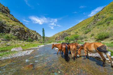 Horses graze peacefully near a mountain river. Capturing the serene beauty of nature. A peaceful...