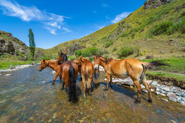 Natural beauty of a mountain river. A herd of horses peacefully drinking from a stream. A...