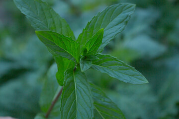 Mint grows in the garden in spring in April