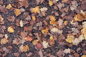 Leaves that have started to turn yellow in autumn lie on the ground