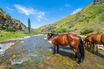 Enjoy the beauty of nature while watching the mountain river. See a herd of majestic horses drink...