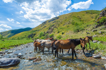 Beautiful natural landscapes with a flowing mountain river. A herd of horses peacefully drinks...