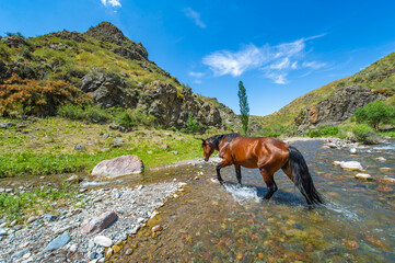 Beautiful natural landscapes with a flowing mountain river. A herd of horses peacefully drinks...