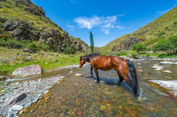 Enjoy the beauty of nature while watching the mountain river. See a herd of majestic horses drink...