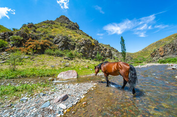 Natural beauty of a mountain river with horses drinking water. Serene and peaceful view of nature....