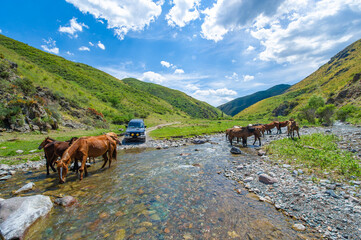 Picturesque view of horses drinking from a mountain river. Natural beauty and tranquility captured...