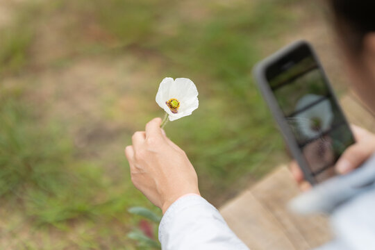 A person is taking a picture of a flower with a cell phone