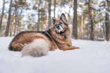 stary owczarek niemiecki leżący na śniegu w lesie - obrazy, fototapety, plakaty
