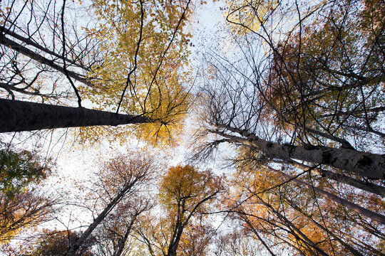 autumn trees bottom view low angle shot of a tranquil fall forest