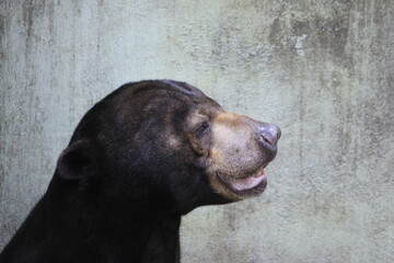Facial features of the Sun Bear (Helarctos malayanus) from the side, the smallest bear species with small ears and a short snout.