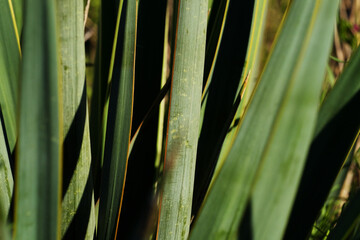 Detail of Texas yucca plant leaves closeup.