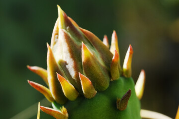 Prickly pear cactus bud closeup on Texas plant.
