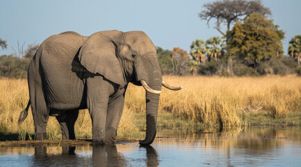 African Elephant stands at edge of water hole