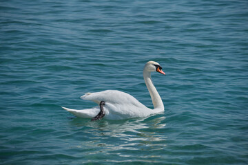 Beautiful white swan on blue water. Great White waterfowl in motion on blue water. =Swan on the water.