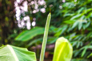 Tender Banana Leaf Close Up View 