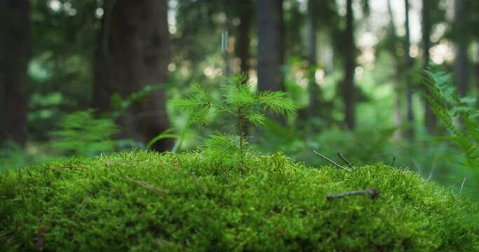 Watering a seedling, drops pf water flow down the foliage, feeding the young plant. Sunlight filters through the forest, casting a warm glow on small pine tree.