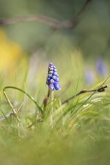 A close up portrait of a blue muscari or grape hyacinth flower standing tall in the blurry green of the grass in a garden.