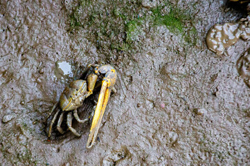 Fiddler crabs, Ghost crabs