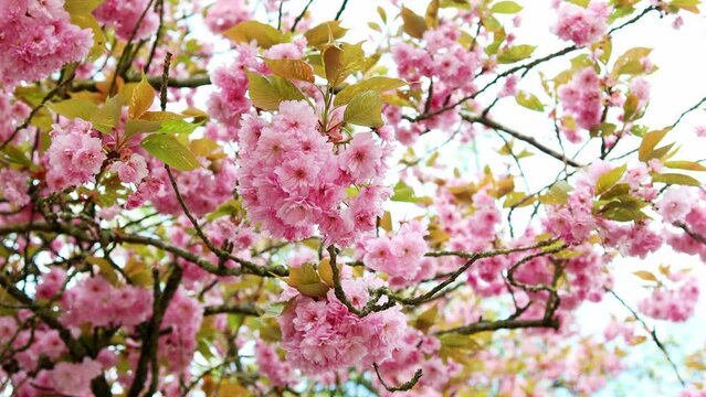 sunny japanese cherry blossoms on a tree 4k 30fps video