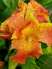 orange flower with drops