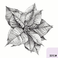 Poinsettia flower. Spring plant. Graphic ink drawing, pointillism technique