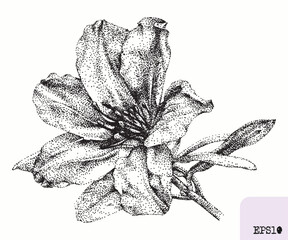 Azalea flower. Spring plant. Graphic ink drawing, pointillism technique.