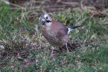A portrait of a garrulus glandarius or Eurasian jay bird searching the grass of a lawn in garden for food. The feathered animal is looking around.