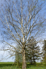 cloudy weather and birch trees with young foliage