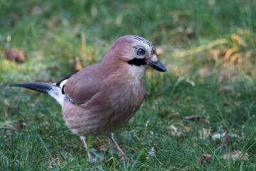 A closeup portrait of the side of a Eurasian jay or garrulus glandarius bird searching the grass of a lawn in garden for food. The feathered animal is looking around.