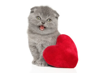 A British Shorthair kitten yawns - 785704378